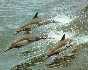 Dolphin - Delphinus delphis - дельфин-белобочка
