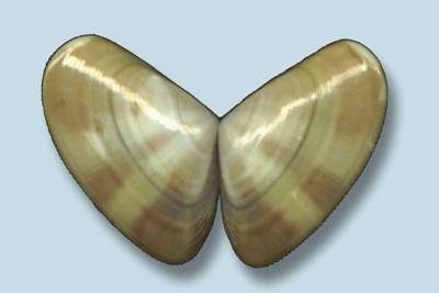 Donax semistriatus - донакс исчерченный