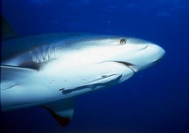 Remora - Echeneis naucrates, прилипало обыкновенный