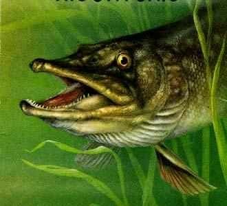 Pike - Esox lucius - щука обыкновенная