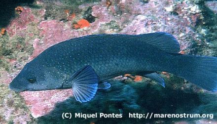 Labrus merula - губан