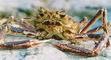 Thorn-Back - Maia squinado - краб-паук европейский