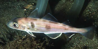 Haddock - Melanogrammus æglefinus, пикша