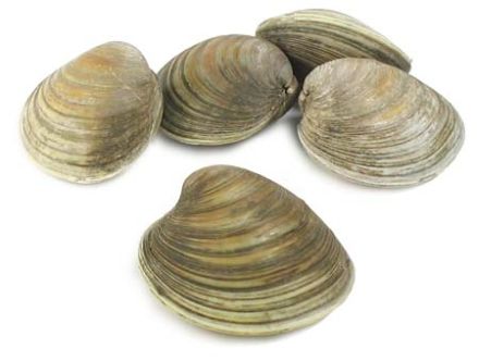 Peloris - Palourde - Mercenaria mercenaria