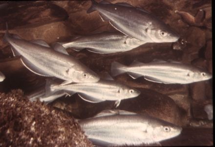 Whiting - Merlangius merlangus, мерланг