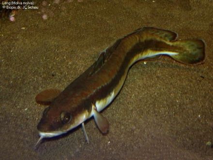 Ling - Molva molva, морская щука