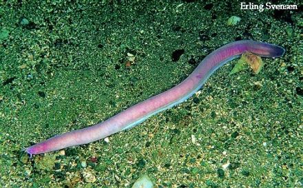 Mixon - Myxine glutinosa - миксина европейская