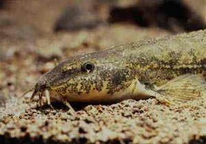 Loach - Nœmacheilus barbatulus - голец европейский