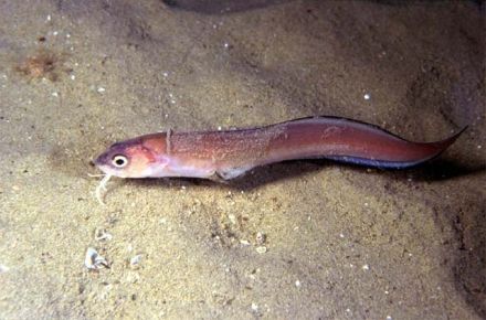 Ophidion barbatum - ошибень, рыба-змейка