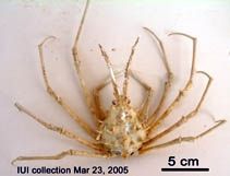 Ophtalmias longispinus