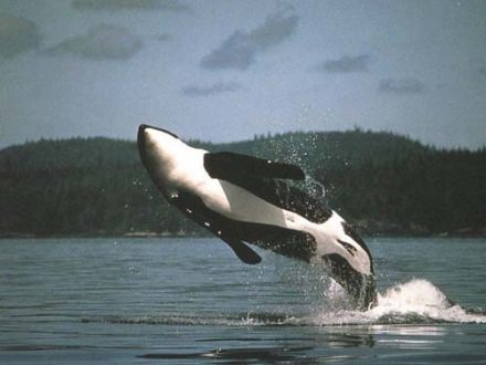 Orcinus orca - косатка