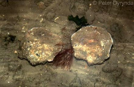 Oyster - Ostrea edulis - устрица европейская (съедобная)
