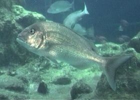 Pagrus major - тай большой красный