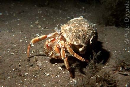 Pagurus bernhardus - рак-отшельник