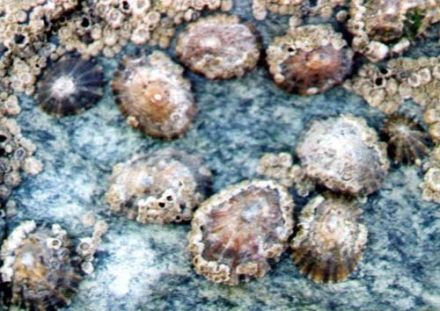 Limpin - Patella vulgata - пателла обыкновенная