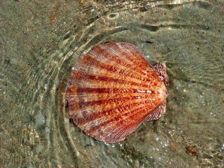 Scallop - Pecten irradians - гребешок