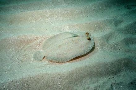 Flounder - Pleuronectes flesus, камбала речная