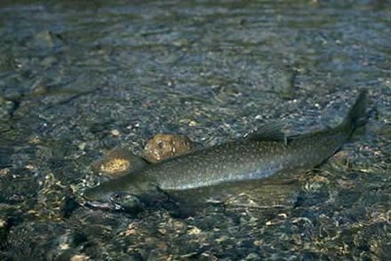 Char - Salvelinus confluentus - голец большеголовый