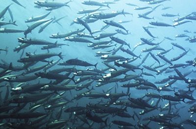 Mackerel - Scomber scombrus, скумбрия атлантическая