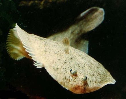 Turbut - Psetta maxima (Scophtalmus maximus), большой ромб (калкан)