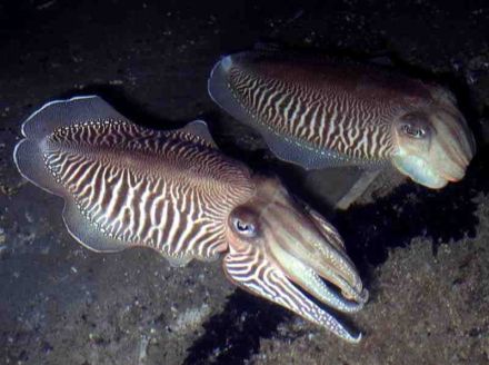 Skuttle-Fish - Sepia officinalis, каракатица