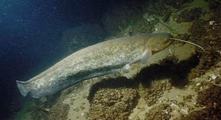 Silurus glanis - сом обыкновенный