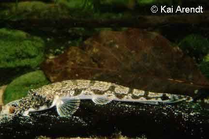 Oculata - Somileptes gongota - вьюн