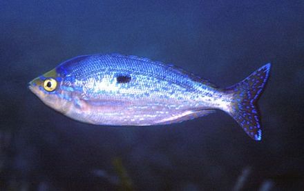 Cackrel Fish - Spicara mæna - менола, синий окунь