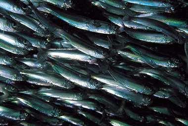 Sprat - Sprattus sprattus, шпрот европейский