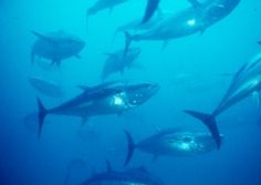 Tunny - Thynnus thynnus - тунец обыкновенный