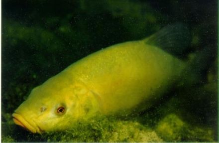 Tench - Tinca tinca - линь