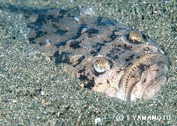 Uranoscopus scaber - звездочёт европейский