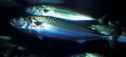 Glauciscus - Scomber scombrus - скумбрия атлантическая