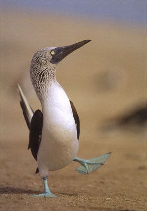 Blue-Footed Booby - Sula nebouxii - олуша голубоногая