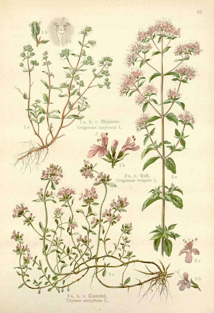 Orgament - Ориган - Origanum majorana L.