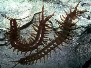 centipedes - стоножки